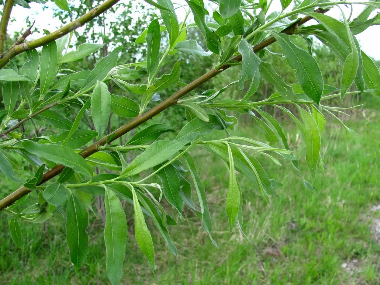 Бредина 6 букв. Ива шерстистопобеговая (Salix dasyclados). Ива шерстистопобеговая Гмелина. Salix gmelinii ареал. Ива бредина.