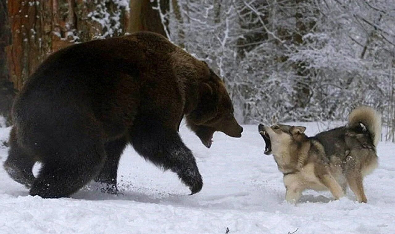 Волк против медведя. Западно Сибирская лайка медведь. Западно Сибирские лайки на охоте на медведя.