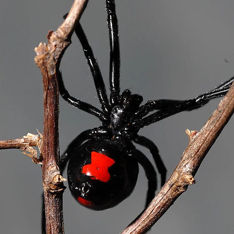 Каракурт паук. Черная вдова паук. Latrodectus mactans чёрная вдова. Каракурт черная вдова. Паук черная вдова википедия