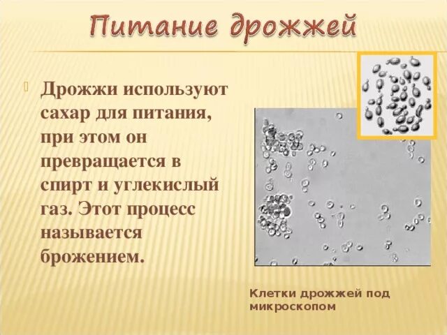 Есть гриб дрожжи. Пекарские дрожжи под микроскопом. Пищевые дрожжи под микроскопом. Питание дрожжей. Чем питаются дрожжи.