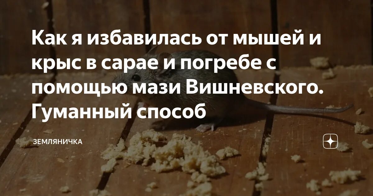 Как избавиться от мышей в погребе. Как избавиться от грызунов в погребе. народные средства от мышей и крыс в подвале. как избавиться от крыс в подвале.