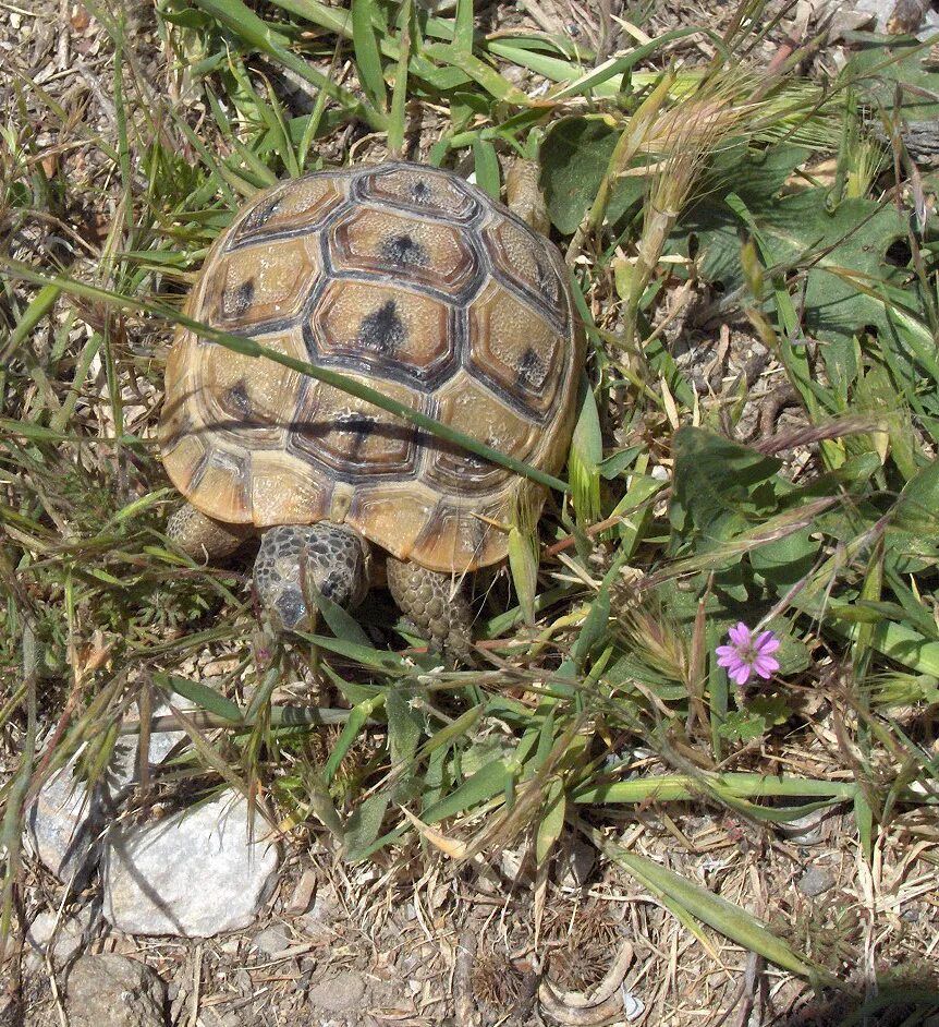 Средиземноморская черепаха описание. Testudo Graeca Ibera. Средиземноморская черепаха паласа. Средиземноморская сухопутная черепаха. Средиземноморская черепаха Палласа.