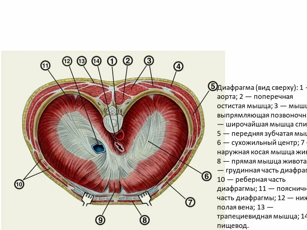 Сердце снизу. Пояснично реберный треугольник Бохдалека. Диафрагма вид снизу анатомия. Диафрагма анатомия человека мышцы. Пояснично-реберный треугольник диафрагмы.