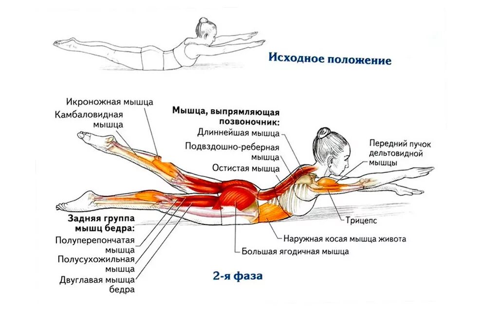 Как накачать длинную. Упражнения для укрепления мышц боковых мышц спины. Мышцы разгибатели спины упражнения. Упражнение Супермен какие мышцы работают. Мышца выпрямляющая позвоночник упражнения.