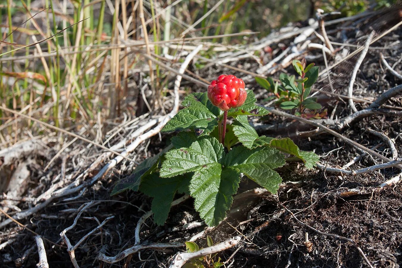 Rubus chamaemorus. Морошка приземистая. Морошка куст. Rubus chamaemorus l..