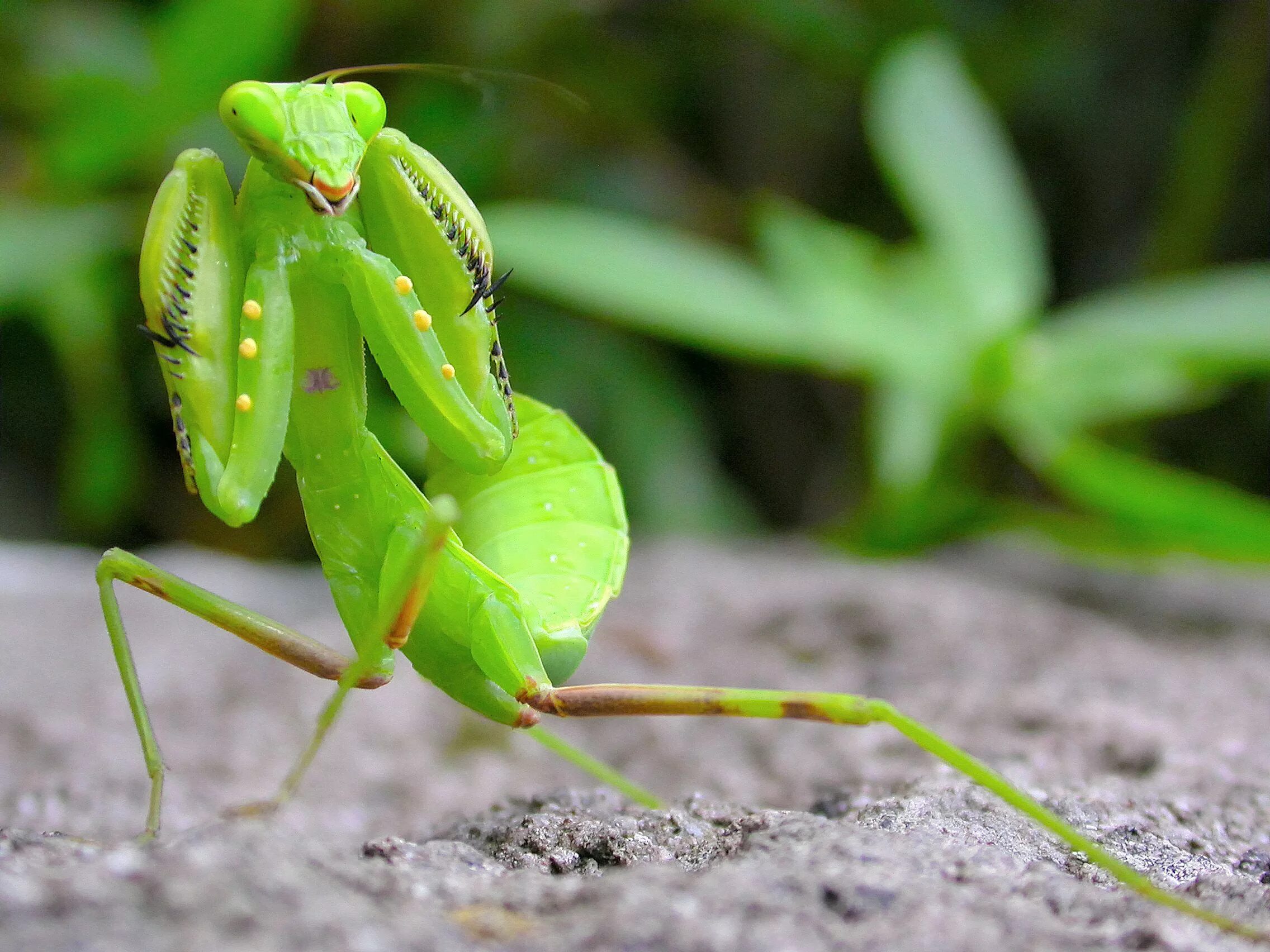 Богомол обыкновенный (Mantis religiosa). Богомол Pseudocreobotra wahlbergii. Земляной богомол. Богомолы Мантис зелёный.