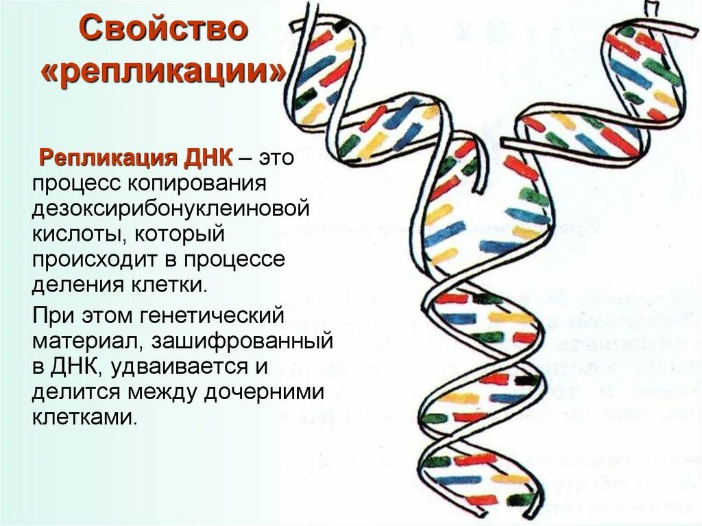 Репликация генетика. Биология 10 класс репликация ДНК кратко. Строение и репликация ДНК. Репликация удвоение ДНК. Значение молекул днк