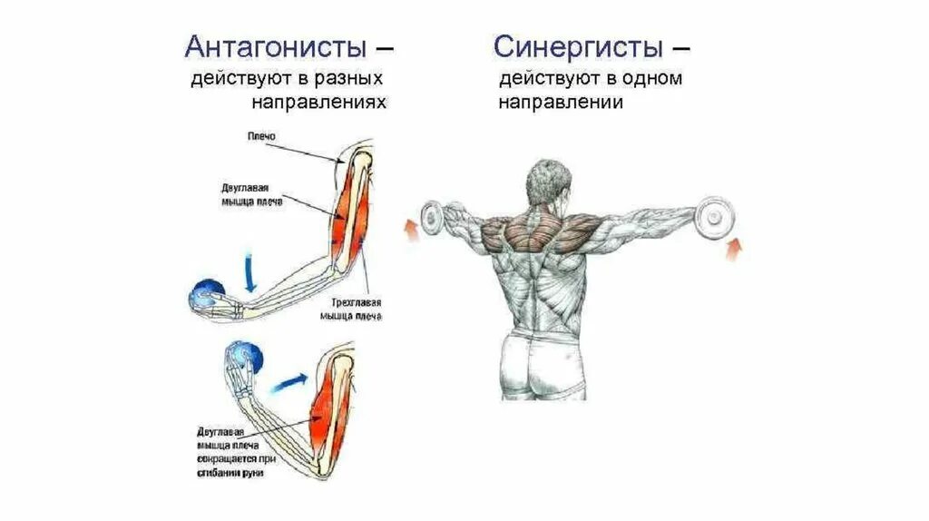 Системе быстро приводящий к