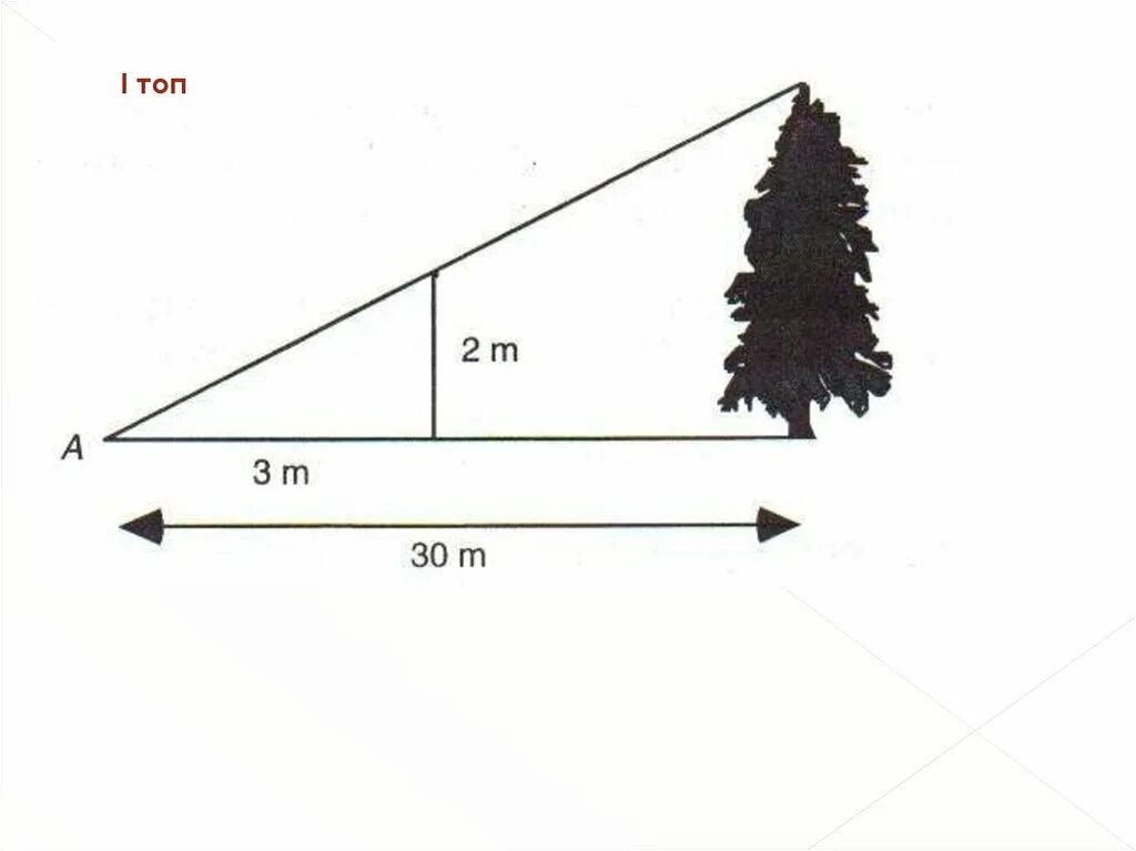 Примерная высота сосны. Найти по рисунку высоту ели. Ель высота. Сосна и ель высота. Высота ели и сосны.