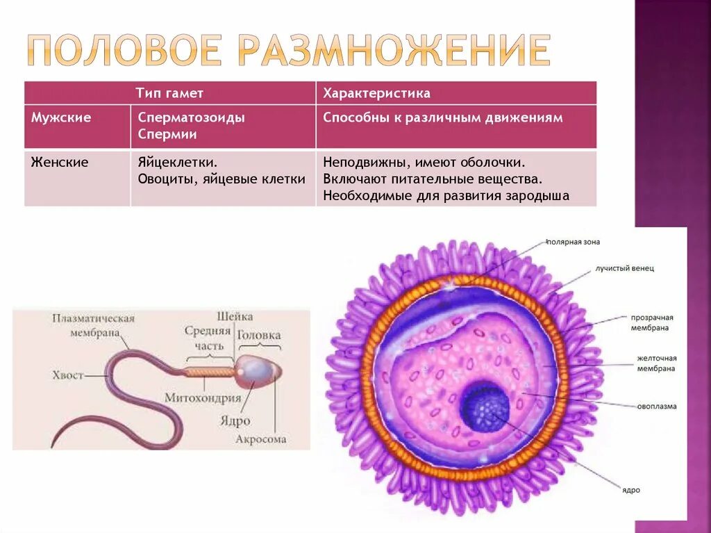 Строение яйцеклетки биология 10. Таблица строение половых клеток яйцеклетка сперматозоид. Строение сперматозоида и яйцеклетки таблица. Характеристика половых клеток сперматозоид. Развитие мужских гамет