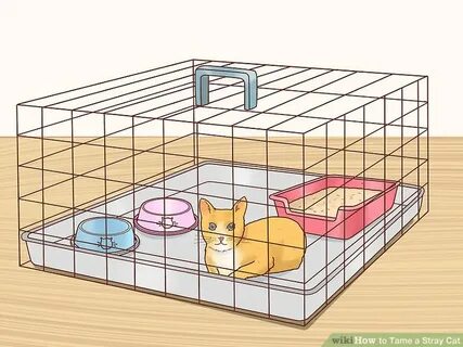 Как поймать котенка