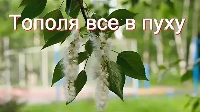 Тополя все в пуху. Песня тополя все в пуху. Тополя песня слушать. Тополя все в пуху потерял я любовь текст. Тополя тополя все в пуху текст