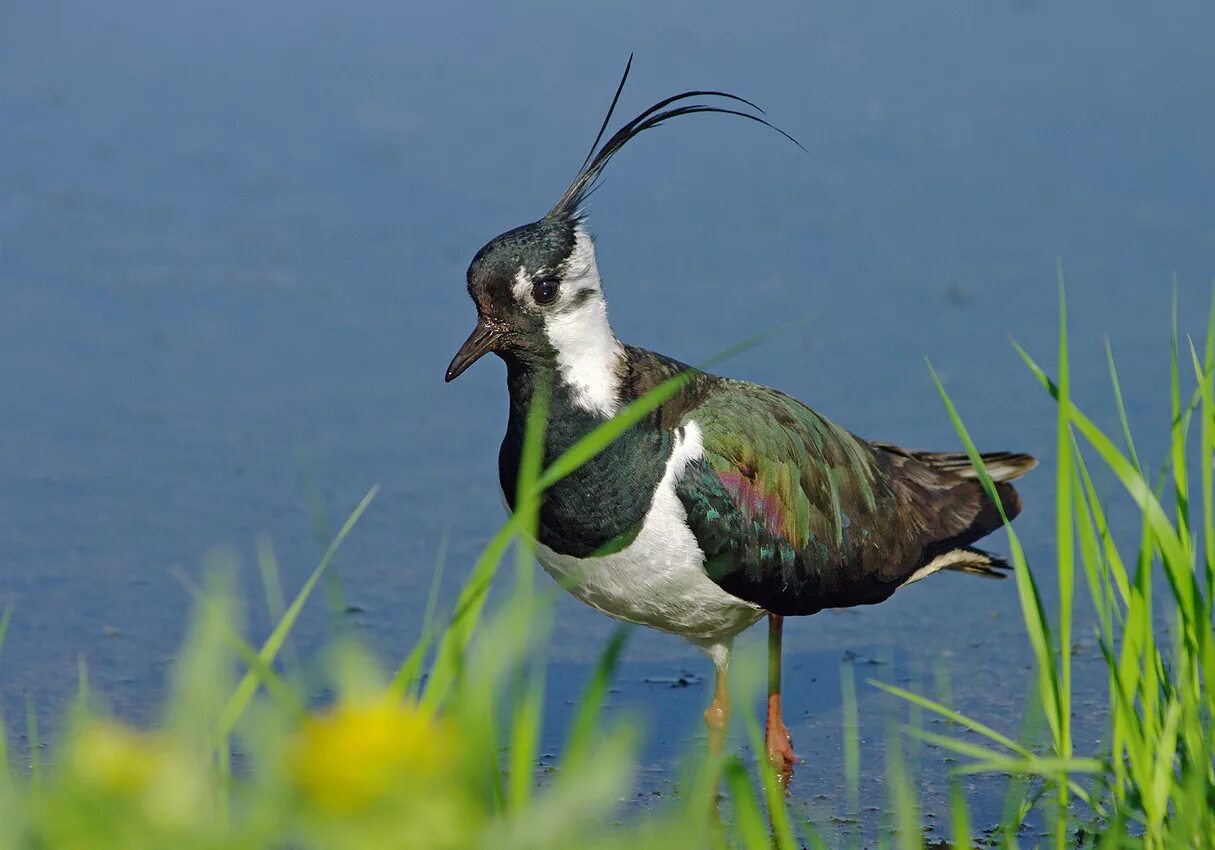 Пигалица птица кайенская. Белохвостая пигалица. Полевой чибис. Пигалица читать. Vanellus chilensis.