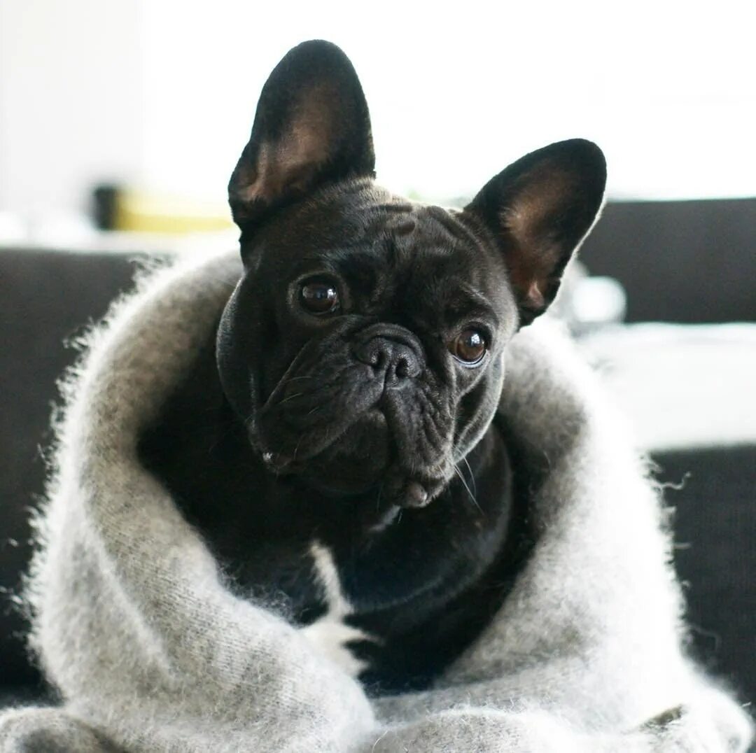 Пушистый бульдог. Длинношерстный французский бульдог флаффи. Пушистый французский бульдог флаффи. Пушистый бульдог. Французский бульдог флаффи.