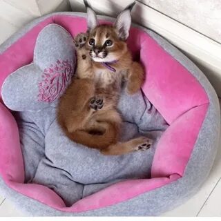 Кошка рысь домашняя