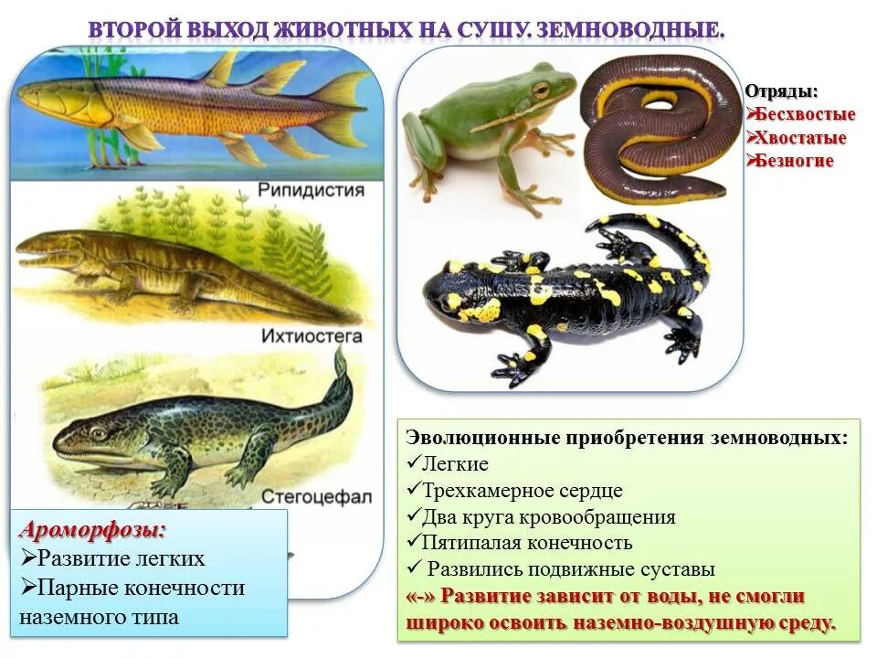 Отряды хвостатые бесхвостые безногие. Отряд безногие хвостатые бесхвостые земноводные. Ароморфозы амфибий. Земноводные ароморфозы. Выход многоклеточных животных на сушу произошел