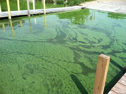 Сине зеленые водоросли в водоемах