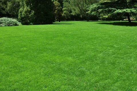 Grass на английском