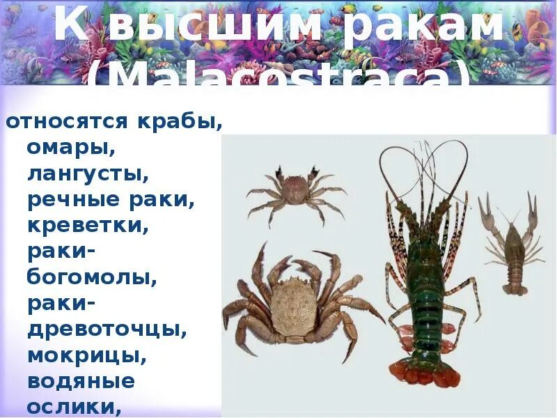 Виды ракообразных. Тип членистоногие класс ракообразные краб. Класс ракообразные представите. Краб мангровый аквариумный. Ракообразные беспозвоночные.