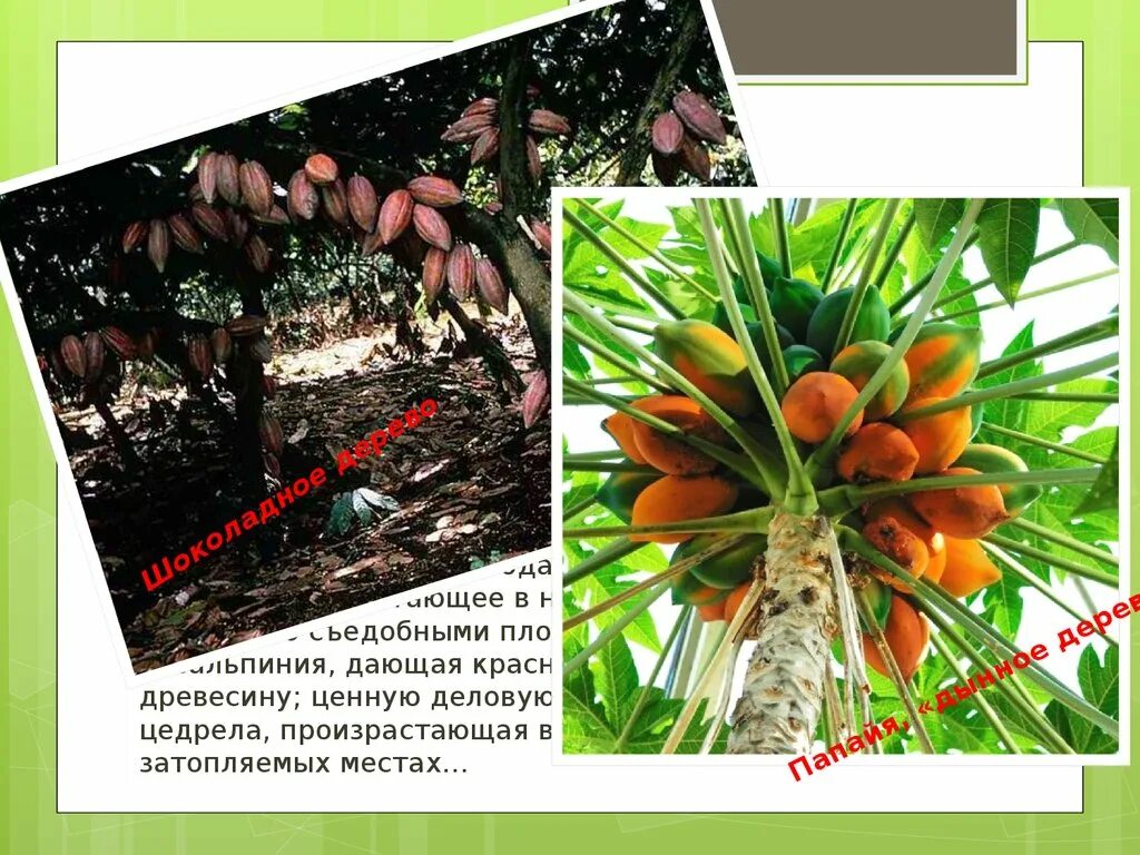 Животный мир бразильского плоскогорья. Растительность бразилии кратко. Природа бразилии 7 класс география. Кампос серрадос южной америки. Кампос серрадос южной америки.