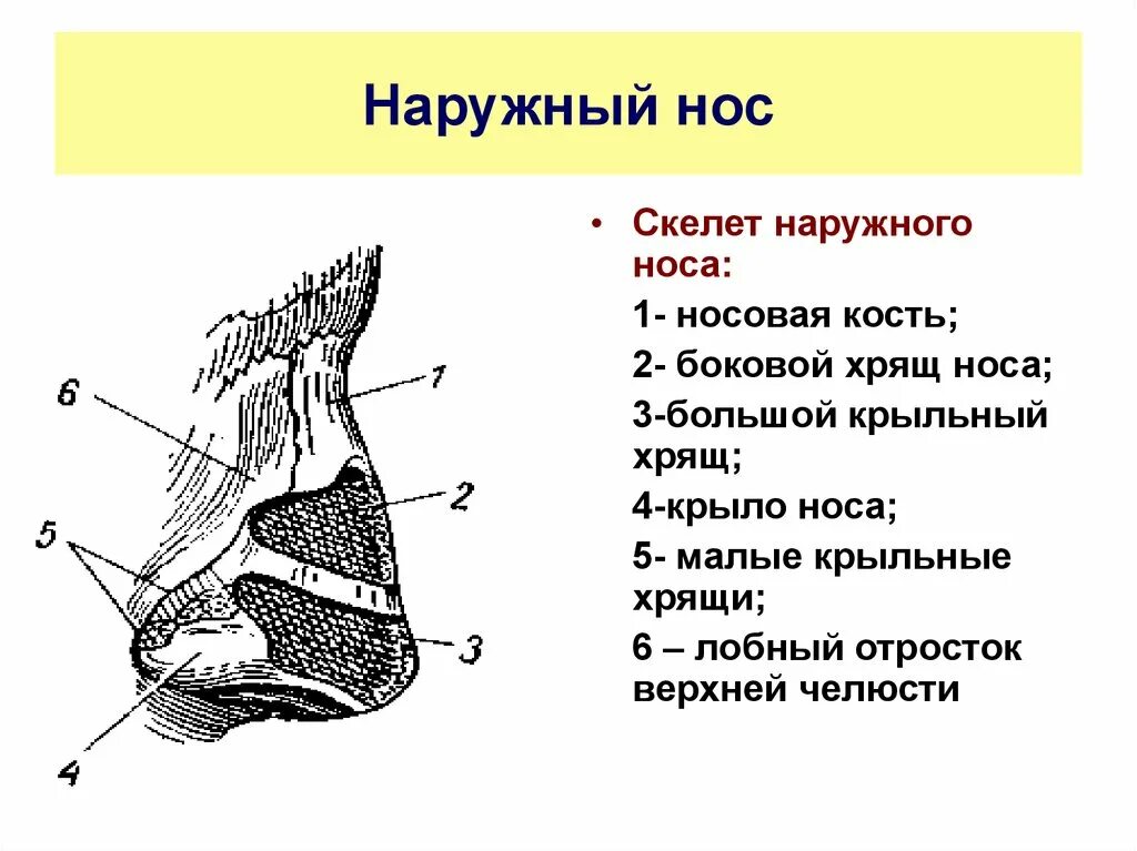 Строение наружного носа. Строение наружного носа анатомия. Хрящевой скелет наружного носа. Костный скелет носа образован. Носовая кость анатомия схема.