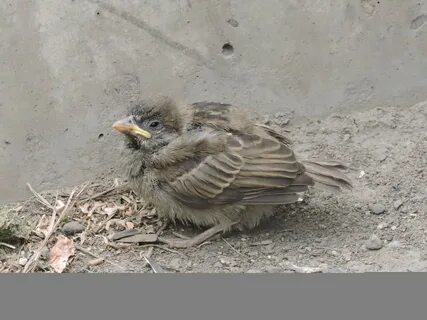 Птенец похожий на воробья