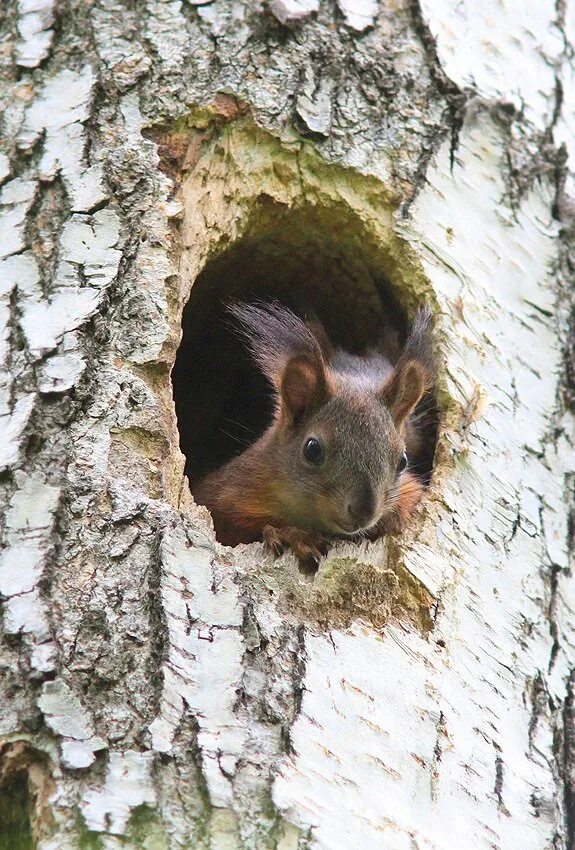 белка в дупле.