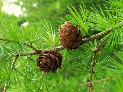 Лиственница шишки и хвоинки