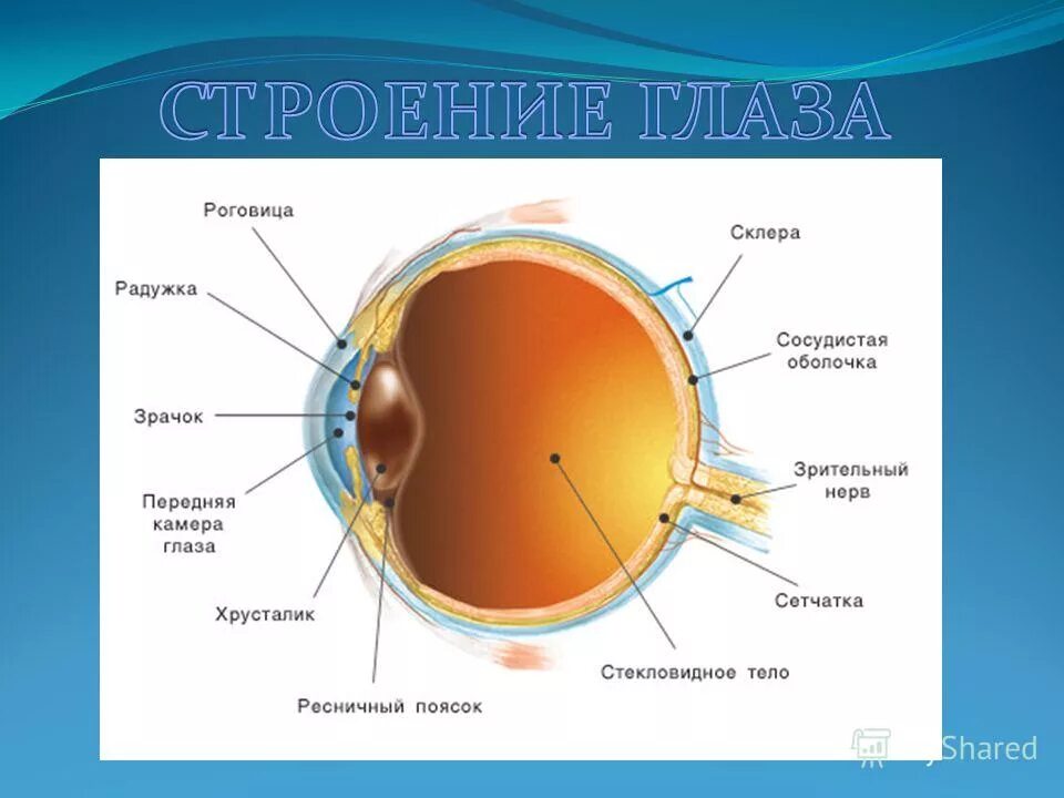 Элементы строение глаза