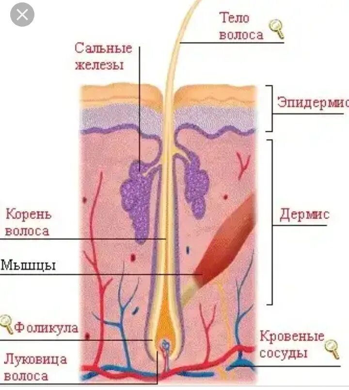 Волосяная луковица и корень волоса. Строение волоса. Структура волоса схема. Строение волосяного фолликула.