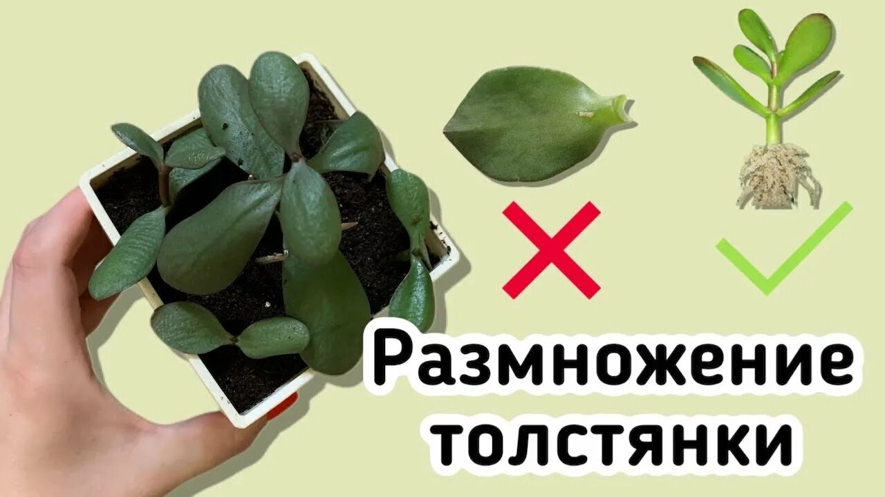 Толстянка как размножить. Толстянка денежное дерево размножение. крассула денежное дерево размножение листом. толстянка крассула черенок. крассула размножение толстянки.