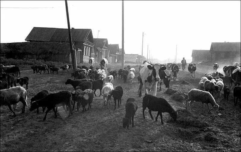 Овцеводство в Казахстане в 70-е годы. Стадо коров в деревне. Деревенское стадо. Скотоводство в деревне.