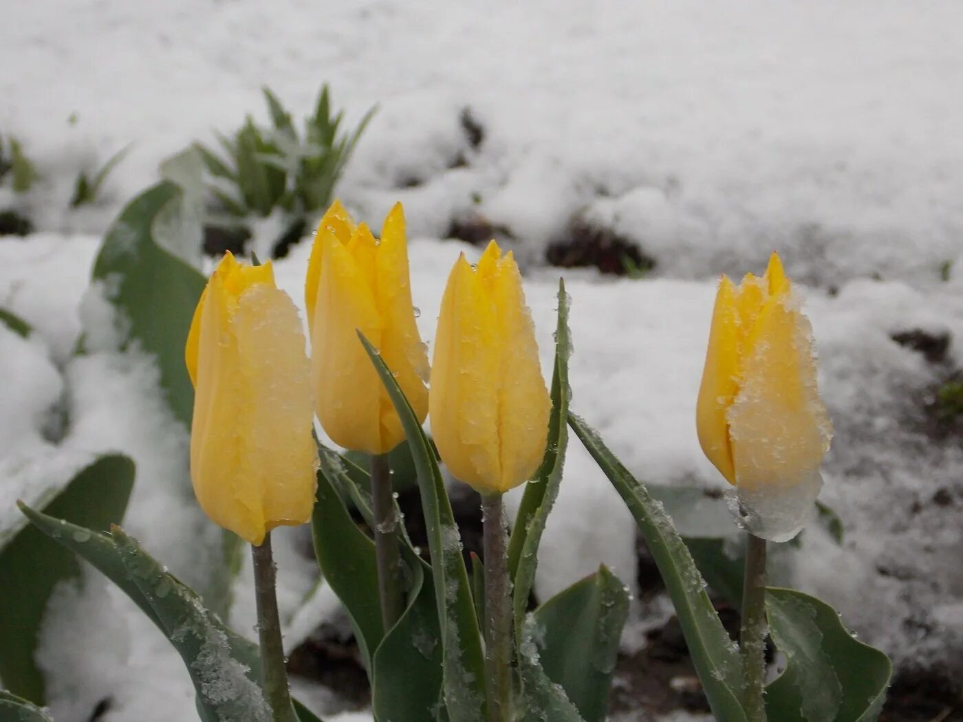 Тюльпаны на снегу фото