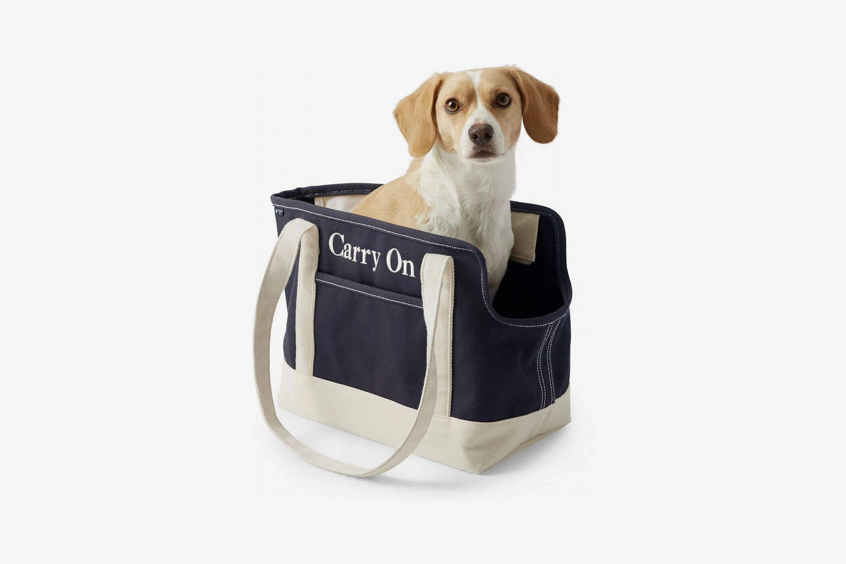 Переноска для пуделя. The dog her carries bag. Переноска для собак. Переноска для шпица. Чихуахуа в сумке фото.