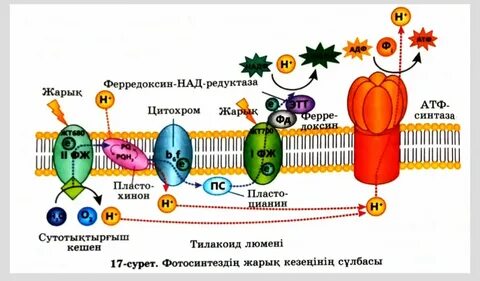Порно секс атасы мен әжесі