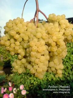 Сверхранний виноград описание сорта фото
