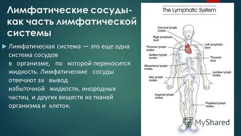 Начало лимфатических сосудов