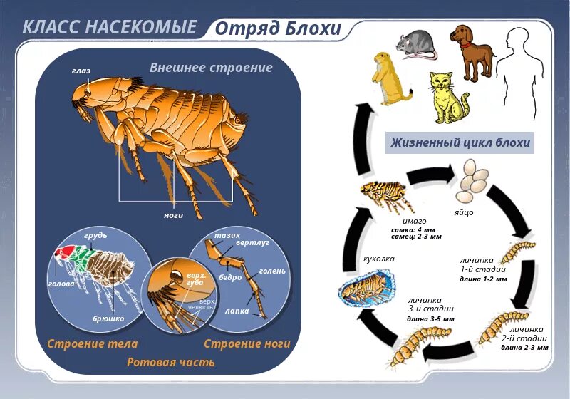 Какой тип метаморфоза характерен для человеческой блохи