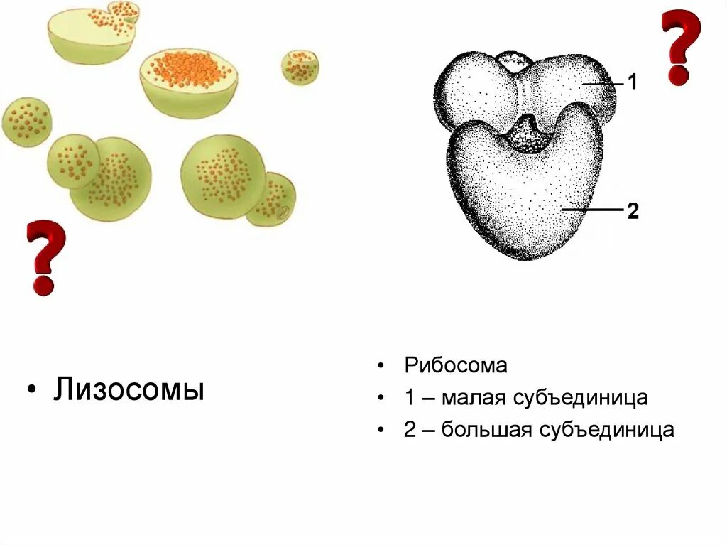 Рибосома процесс впр. Функции малой субъединицы рибосомы. Строение рибосомы субъединицы. Рибосомы рисунок. Малая субъединица рибосомы.