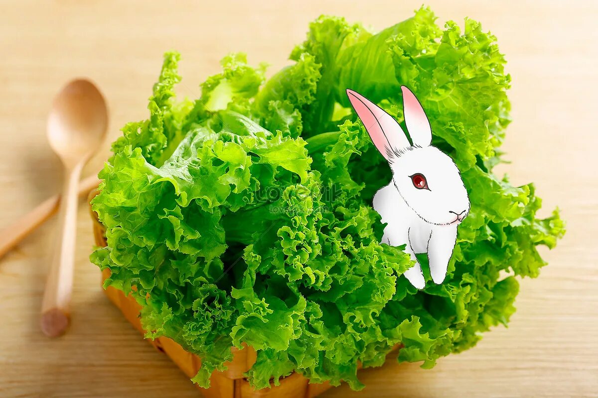 Салатик с изображением кролика. Кролик картинка. Салат с рисунком кролика. Салат кролик картинки. Можно кролику салат