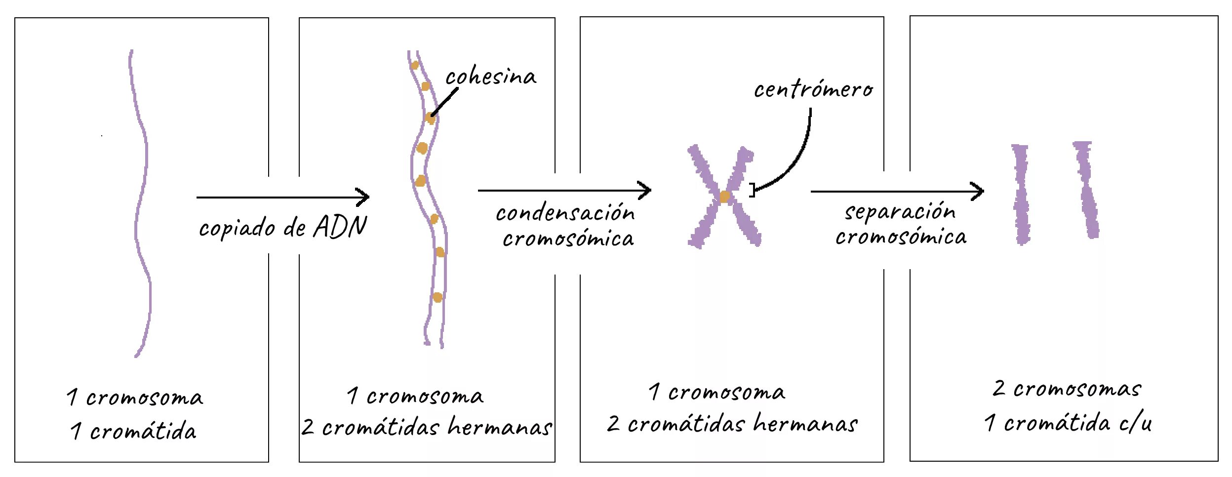 Тест днк рнк. X-хромосома. Хроматограмма y хромосома. NC хромосомы ДНК. Cell Division chromosomes.