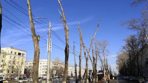 Минусы тополя в городе