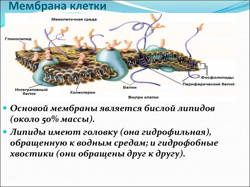 Основой мембран клеток. Межклеточная мембрана. Где находится клеточная мембрана. Мембранная система клетки.