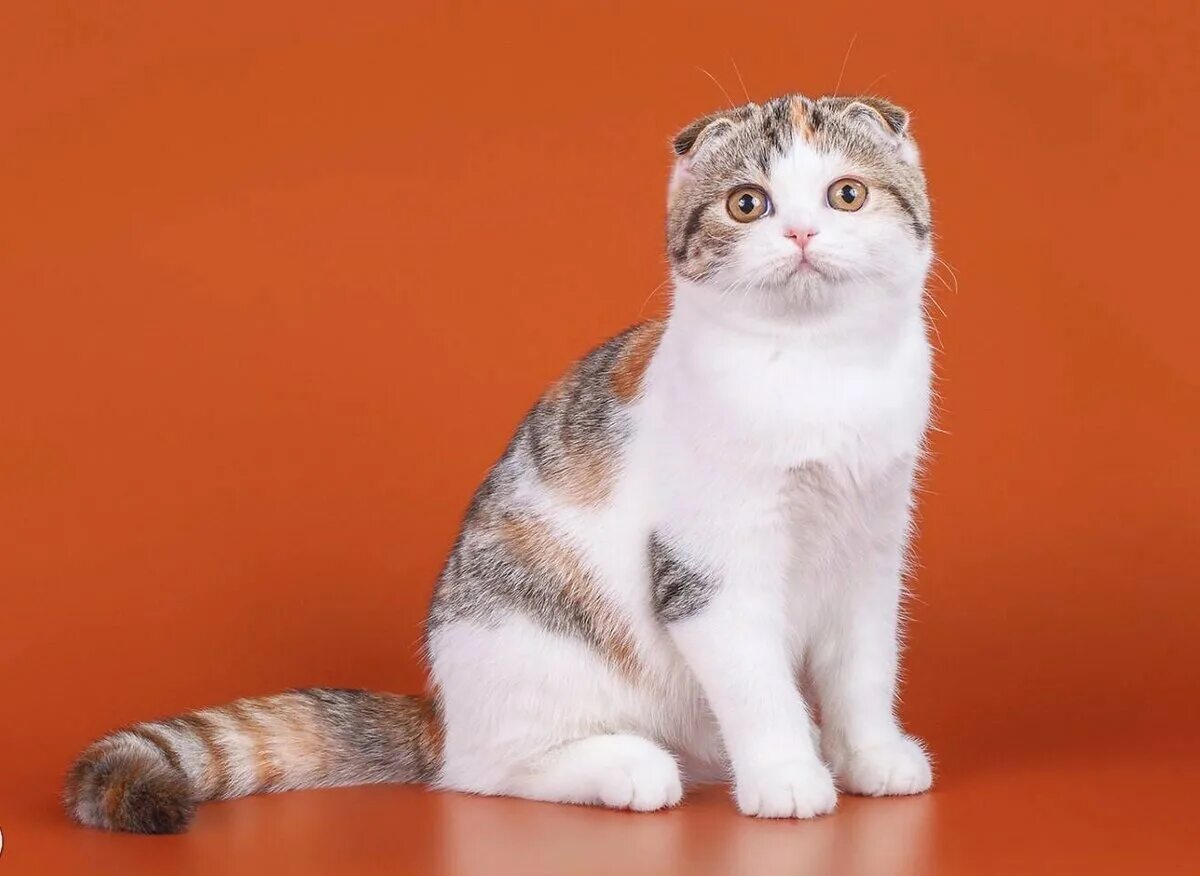Шотландская вислоухая кошка. Скоттиш фолд калико. Окрас шотландских вислоухих скоттиш фолд. Шотландская шиншилла табби. Шотландская вислоухая кошка калико.
