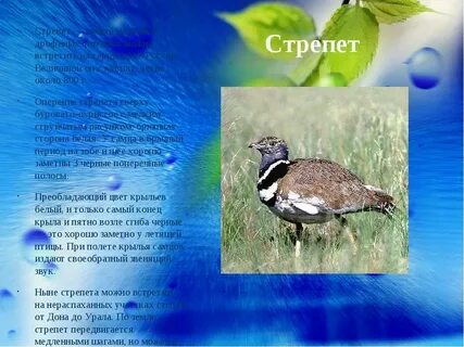 Ростовская область птицы доклад