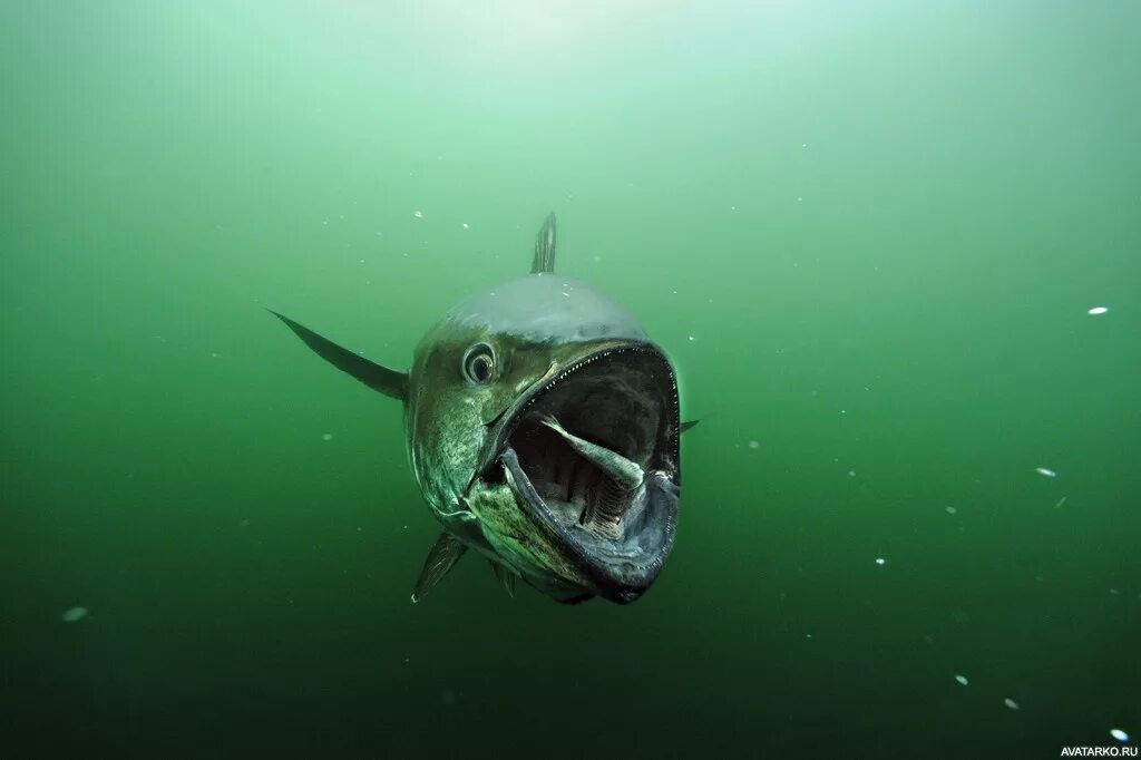 Рыбка открывает рот. Тунец рыба. Тунец рыба хищник. Тихоокеанский голубой тунец. Барракуда охотится.