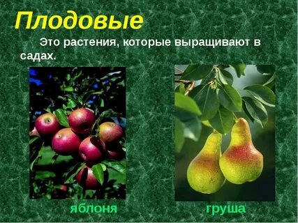 Какое культурное растение является плодовым