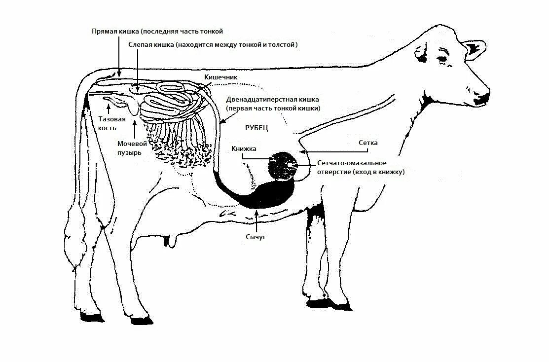 Пищеварительная система КРС схема. Анатомия пищеварительной системы КРС. Пищеварительная система коровы анатомия. Строение пищеварительной системы КРС.
