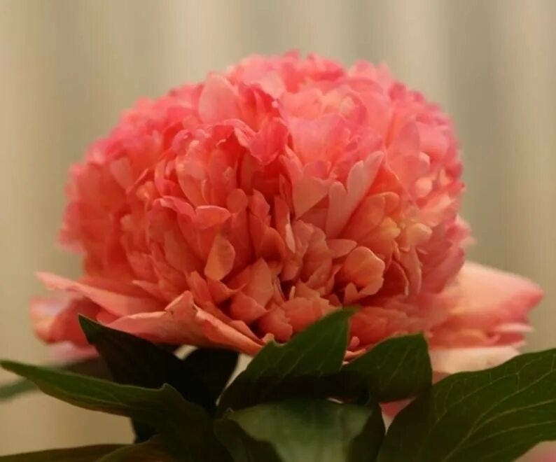 пион сэлмон глория. сальмон глория пион. пион salmon glory — пион салмон глори. пион салмон глори описание. пион салмон глори описание.