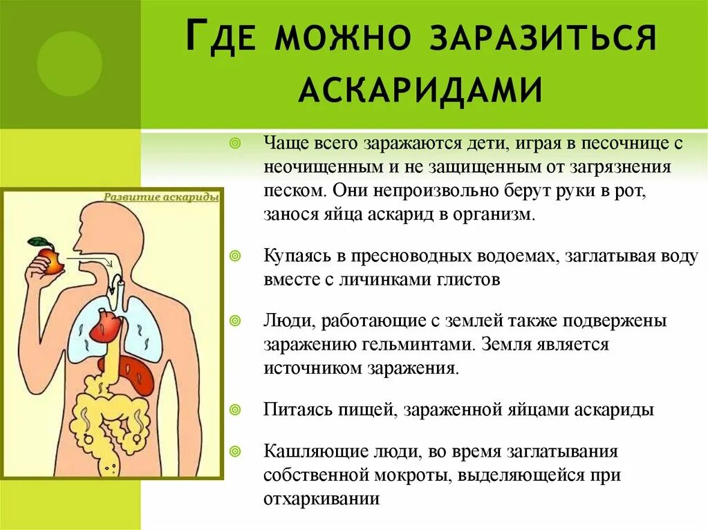 Подцепил какую болезнь. Аскарида человеческая заражение. Человек может заразиться аскаридозом. Заражение человека аскаридозом происходит. Человеческая аскарида как заразиться.